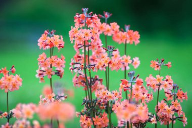 Blooming plant Primula Proliferae, closeup, on the green background 