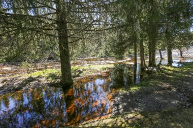 Norveç 'in Malvik belediyesinde Homla nehrinde bahar baskını 
