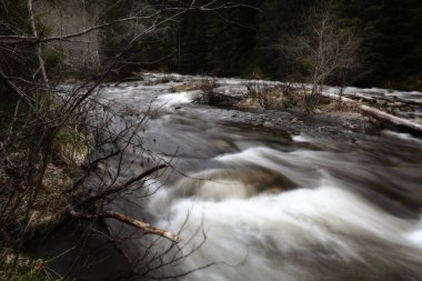 Troendelag, Norveç 'te Selbu Gölü yakınlarındaki ormanda bahar seli