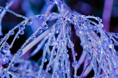 Ormandaki çimlere çiy ve yağmur damlaları, makro, yakın plan.