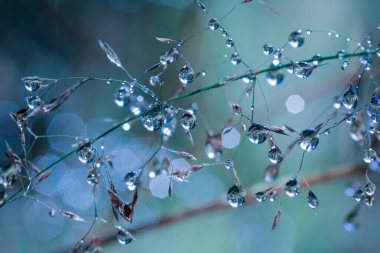 Ormandaki çimlere çiy ve yağmur damlaları, makro, yakın plan.