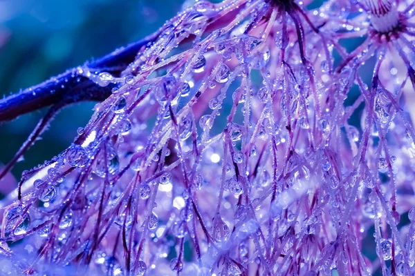 Dew Rain Drops Grass Forest Macro Closeup — Stock Photo, Image