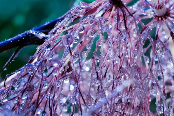 stock image Dew and rain drops on the grass in the forest, macro, closeup