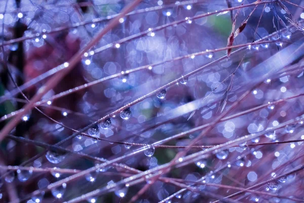 Dauw Regen Druppels Het Gras Het Bos Macro Close — Stockfoto