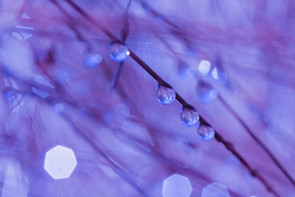 Dew and rain drops on the grass in the forest, macro, closeup
