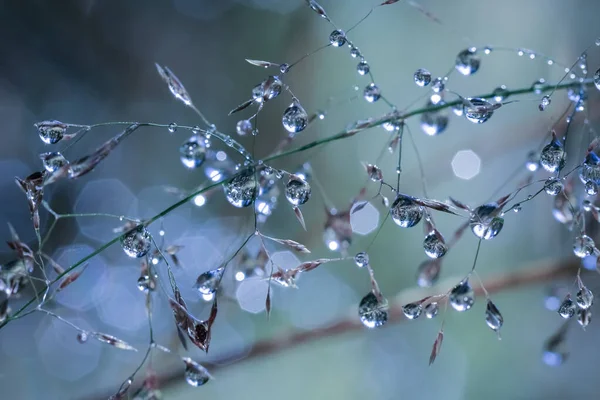 Dew Rain Drops Grass Forest Macro Closeup — Stock Photo, Image