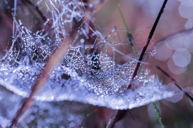 Sonbahar örümcek ağı çimenlerdeki su damlalarıyla kaplı, makro, yakın plan