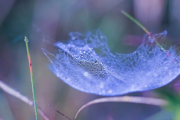 Autumn Cobweb Covered Water Drops Grass Macro Closeup — Stock Photo, Image