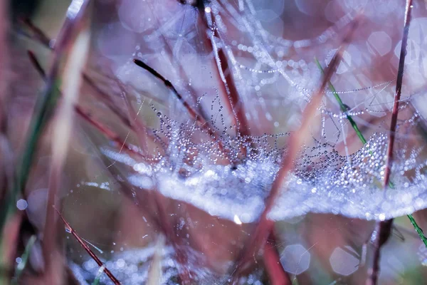 Осенняя Паутина Покрытая Капельками Воды Траве Макрос Крупный План — стоковое фото