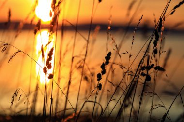 Trondheim kentinin yakınlarındaki Byneset tarım alanındaki Trondheim fiyordunda renkli yaz günbatımı manzarası. Gün batımında sahilde çimenler, yakın çekim..