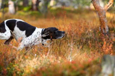 Köpek İngilizce işaretçisi sonbaharda bataklıkta avlanıyor.