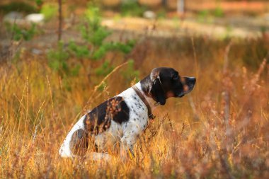 Köpek İngilizce işaretçisi sonbaharda bataklıkta avlanıyor.