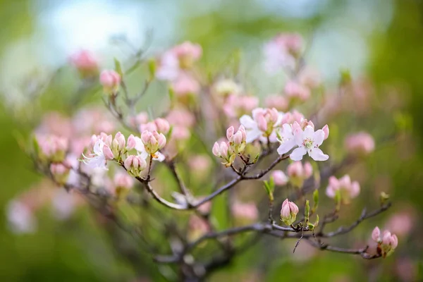 Planta Roxa Florescente Rhododendron Vasey Fundo Verde — Fotografia de Stock