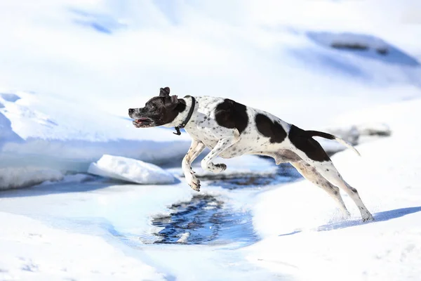 Baharda Eriyen Buzda Koşan Köpek Ingilizcesi Işaretçisi — Stok fotoğraf