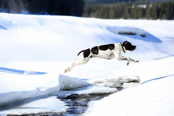 Σκύλος Αγγλικό Δείκτη Τρέχει Στο Λιώσιμο Των Πάγων Την Άνοιξη — Φωτογραφία Αρχείου