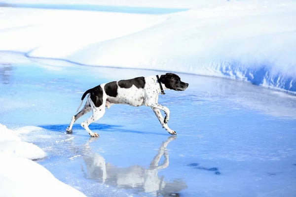 Σκύλος Αγγλικό Δείκτη Τρέχει Στο Λιώσιμο Των Πάγων Την Άνοιξη — Φωτογραφία Αρχείου