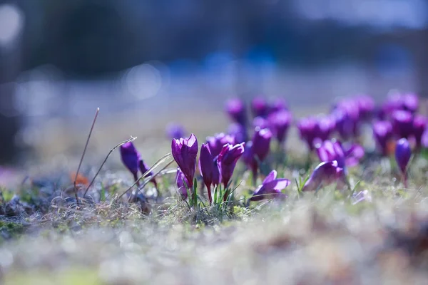 Plantacja Kwitnących Niebieskich Krokusów Parku — Zdjęcie stockowe