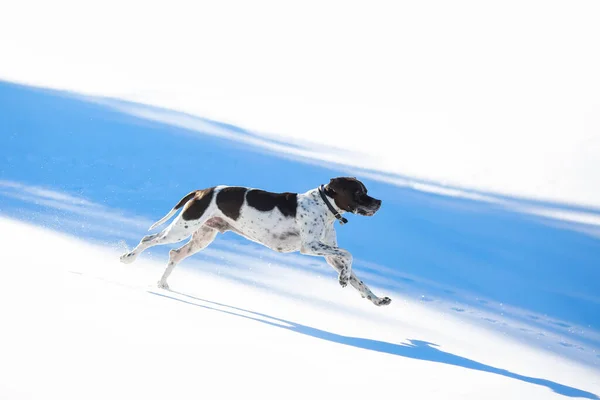 Собака Англійська Вказівник Працює Танення Льоду Навесні — стокове фото