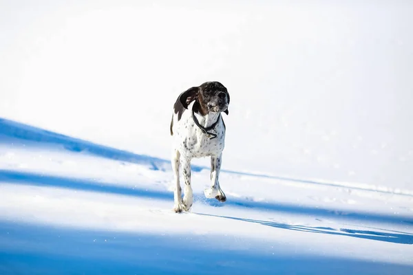 春に融解氷の上を走る犬の英語ポインタ — ストック写真