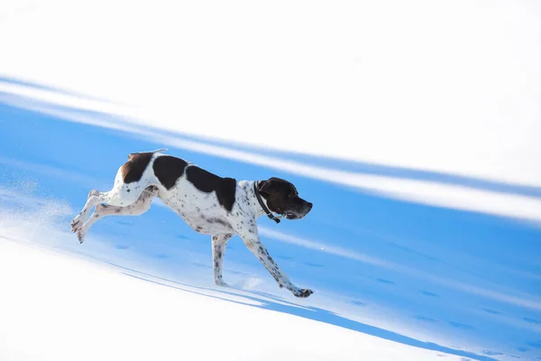 Hund Läuft Frühling Auf Dem Schmelzenden Eis — Stockfoto
