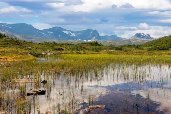 Natuur Flora Het Berggebied Trollheimen Bij Het Dal Storlidalen Noorwegen — Stockfoto