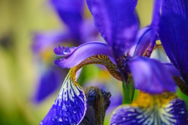 Çiçek açan mavi süsen çiçeği, yakın plan, makro, yeşil arka plan