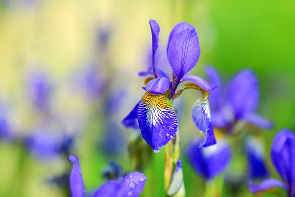 Floración Iris Planta Azul Primer Plano Sobre Fondo Verde — Foto de Stock