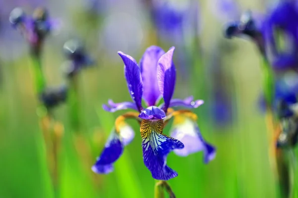 Floração Íris Planta Azul Close Fundo Verde — Fotografia de Stock