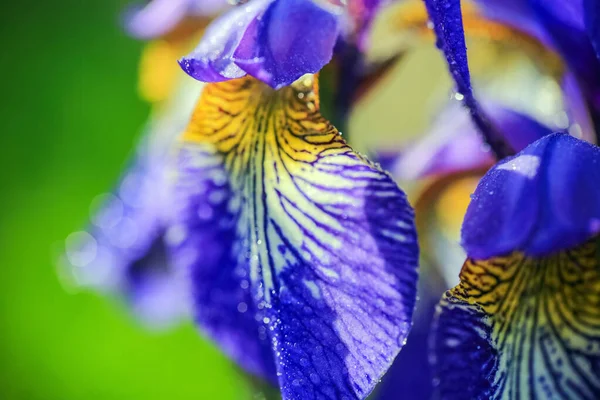 Floração Íris Planta Azul Close Macro Fundo Verde — Fotografia de Stock