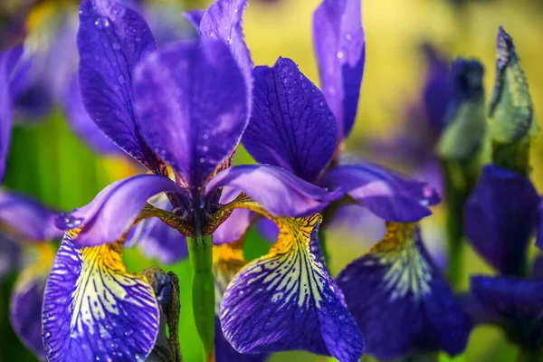 Floración Iris Planta Azul Primer Plano Macro Sobre Fondo Verde — Foto de Stock