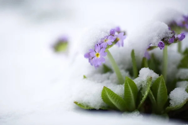 Floreciente Planta Púrpura Primula Cubierta Nieve Después Las Nevadas Abril —  Fotos de Stock