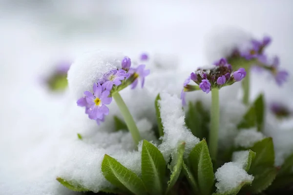 stock image Blooming purple plant Primula covered with snow after snowfall in April