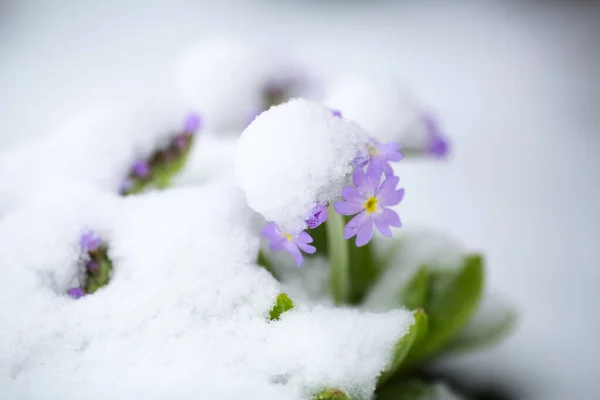 Blooming Purple Plant Primula Covered Snow Snowfall April Stock Picture