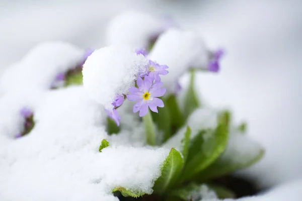 Blooming Purple Plant Primula Covered Snow Snowfall April Royalty Free Stock Photos