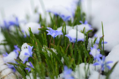 Mavi bitki Chiondoxa Forbesli baharda kar yağdıktan sonra karla kaplandı