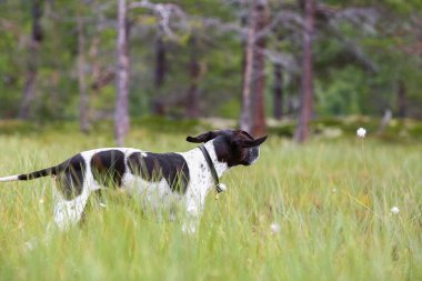 Köpek ingilizce işaretçisi vahşi ormanda avlanıyor