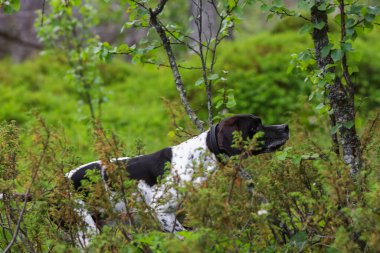 Köpek ingilizce işaretçisi vahşi ormanda avlanıyor
