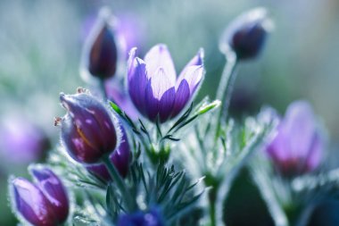 Pulsatilla vulgaris, düğün çiçeği familyasından (Ranunculaceae) bir bitki türüdür.)