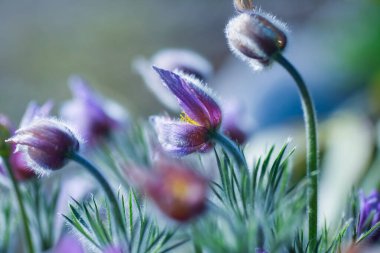 Pulsatilla vulgaris, düğün çiçeği familyasından (Ranunculaceae) bir bitki türüdür.)