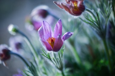 Pulsatilla vulgaris, düğün çiçeği familyasından (Ranunculaceae) bir bitki türüdür.)