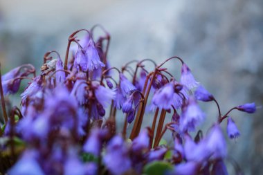 Çiçekli mavi alp bitkisi Soldanella Alpina, makro, yakın plan