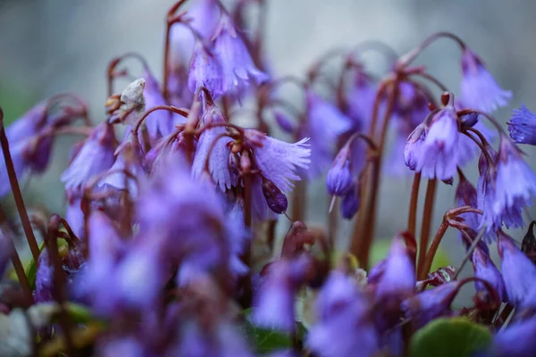 Kwitnąca Niebieska Alpejska Roślina Soldanella Alpina Makro Zbliżenie — Zdjęcie stockowe