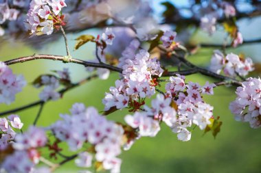 Bahar kiraz çiçeği arka planı, makro, yakın plan