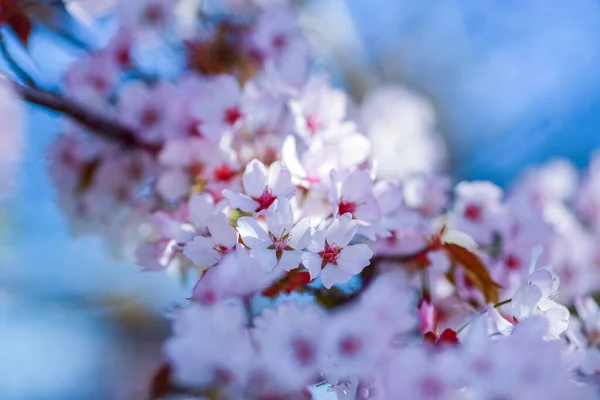 Wiosenne Tło Kwiatu Wiśni Makro Zbliżenie — Zdjęcie stockowe