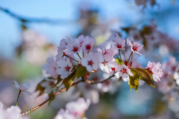 Wiosenne Tło Kwiatu Wiśni Makro Zbliżenie — Zdjęcie stockowe