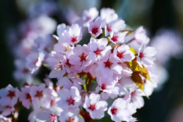 stock image Spring cherry blossom background, macro, closeup