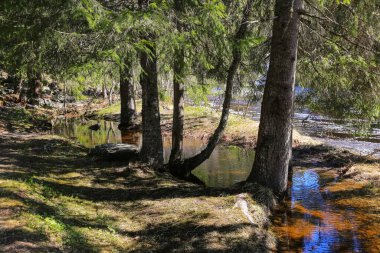 Norveç 'in Malvik belediyesinde Homla nehrinde bahar baskını