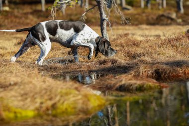 Köpek ingilizce işaretçisi vahşi ormanda avlanıyor