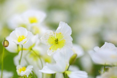 Anemone obtusiloba Pakistan, Burma, Nepal ve Tibet 'in dağlık bölgelerinde yetişen nadir bir alp bitkisidir..