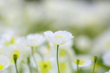 Anemone obtusiloba Pakistan, Burma, Nepal ve Tibet 'in dağlık bölgelerinde yetişen nadir bir alp bitkisidir..